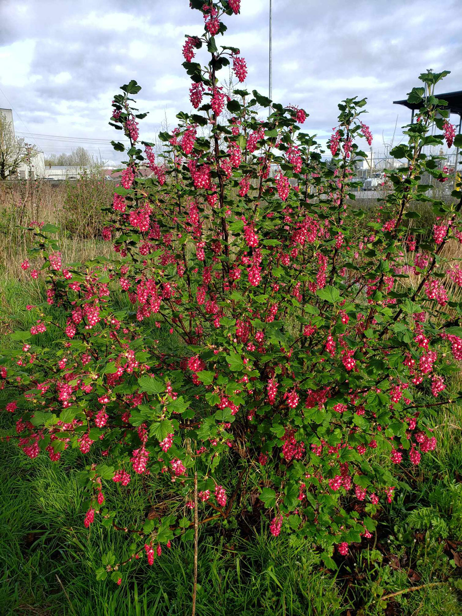 Red-Flowering-Current1